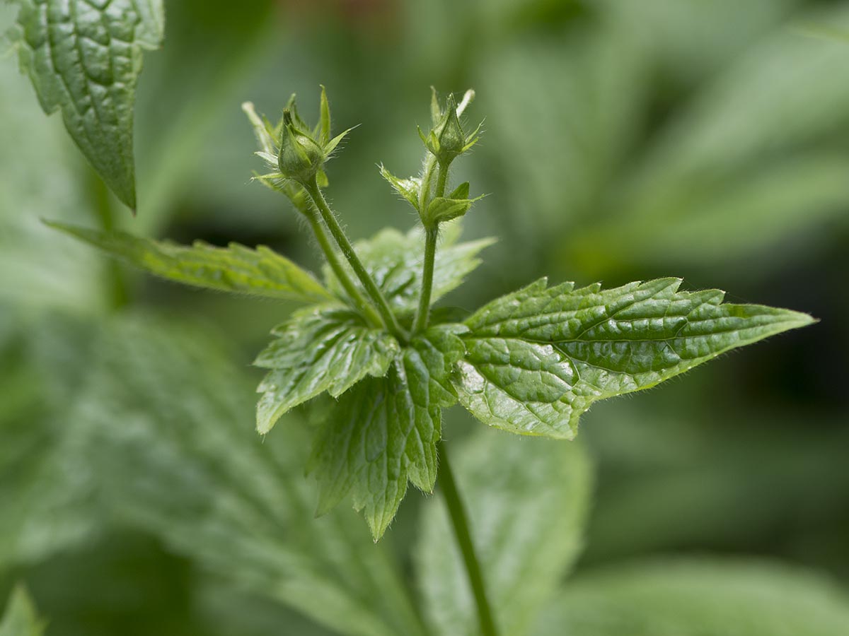 Geum urbanum